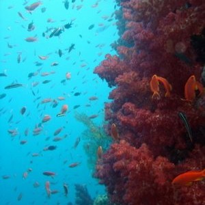 Beqa Lagoon, Fiji