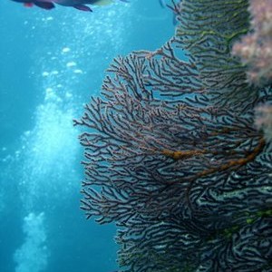 Beqa Lagoon, Fiji