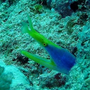 Blue Ribbon Eel