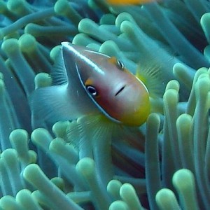 Beqa Lagoon, Fiji