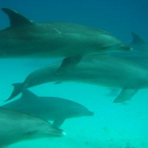 Dolphin Surprise