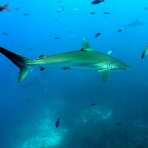 Shark in Galapagos