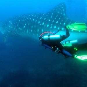 Whaleshark shot in Galapagos