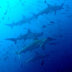 Hammerheads in Galapagos