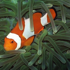 Pelagian clown fish