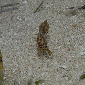 Wakatobi House Reef Blue Ringed Octopus