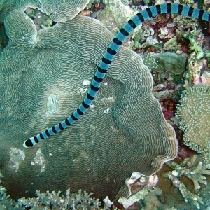 Wakatobi Banded Sea Snake