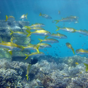 Wakatobi under Jetty Shot