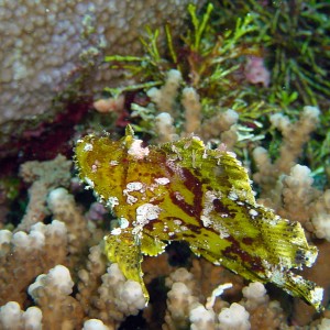 Pelagian Leaf Fish