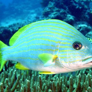 Wakatobi Pelagian