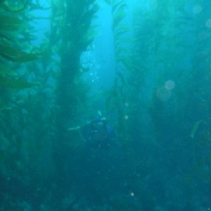 Hen Rock kelp forest