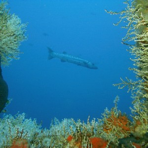 View_at_rig_dive