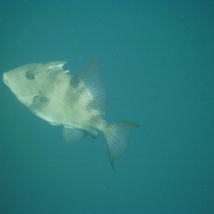 Gulf_Triggerfish