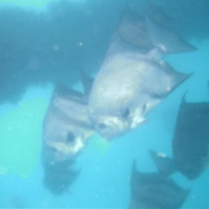 spadefish3