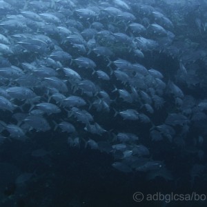 School of Jacks