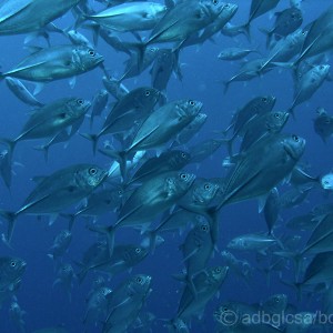 School of Jacks