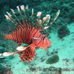 The Lion Fish