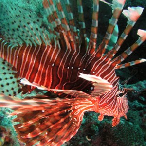 The Lion Fish