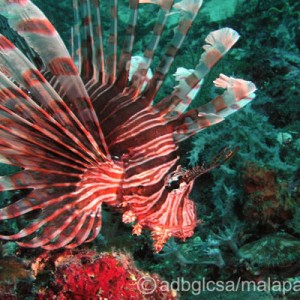 The Lion Fish