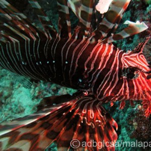 The Lion Fish