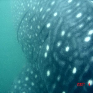 The Whale Sharks of Donsol