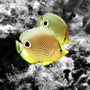 Butterfly_Fish-COLOR
