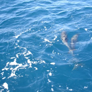 Dolphin