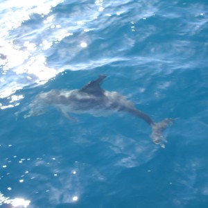 Dolphin