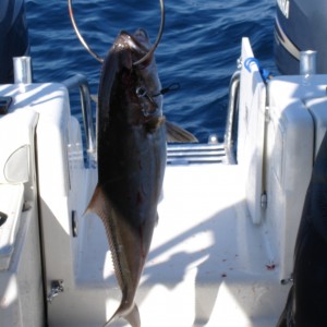 AmberJack