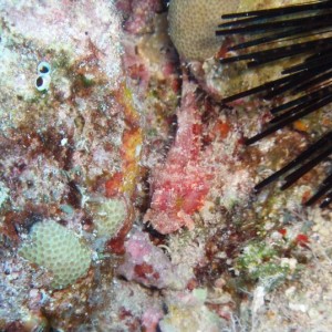 Tiny Scorpionfish