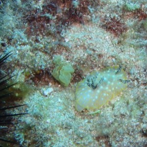 gold lace nudi