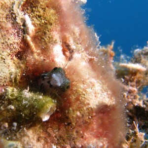 SPINEYHEADED_BLENNY
