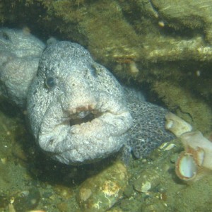 Wolf Eel