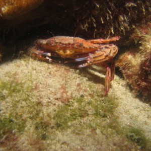 Crab - night dive