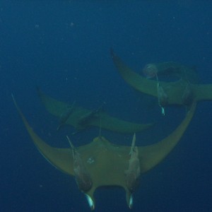 Mobulas (devil rays)