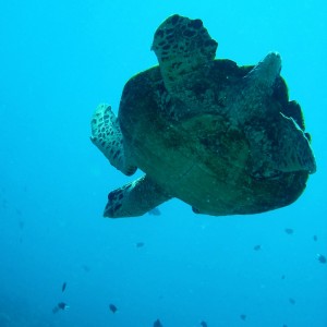 Sea Turtle