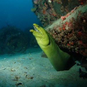 Moray Eel On Sea Emporer - 1