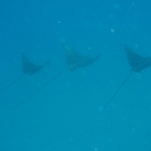 3 Eagle Rays on the Sea Tiger