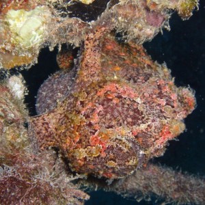 Frogfish on the Sea Tiger