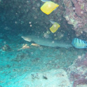 whitetip reef shark