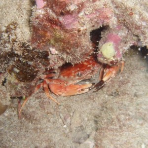 Crab