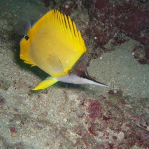 Longnose Butterflyfish