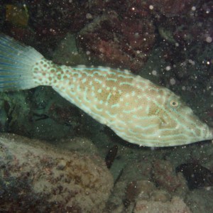 Scrawled Filefish