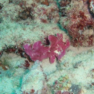 Leaf Scorpionfish