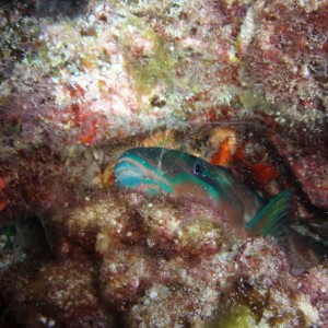 Parrotfish sleeping with bubble around his head