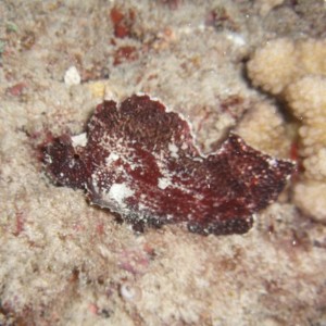 Leaf Scorpionfish