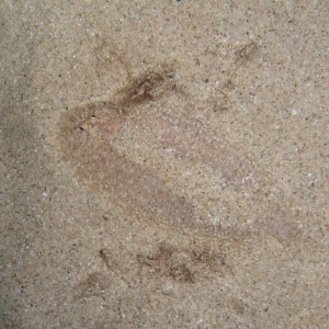 Flounder (no, I wasn't jsut taking a picture of the sand...)