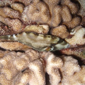 Sleeping Filefish