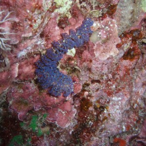 Blue Dragon nudibranch (it's not a dive for me without one!)