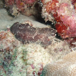 Leaf Scorpionfish